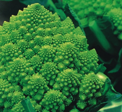 Picture of Cauliflower Romanesco Precole